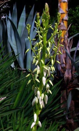 Yucca Schidigera Extract